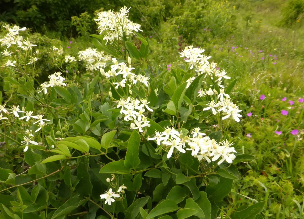 Waldrebe-Aufrecht, Clematis recta 8.6.20 Eichkogel (2)