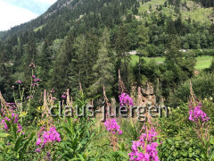 Wanderung Pitzenschlucht