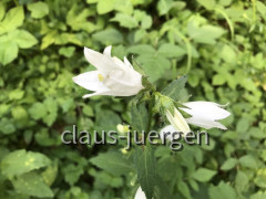 Wanderung Pitzenschlucht