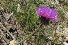 008 Distel (1)