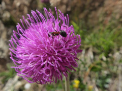009 Distel (2)