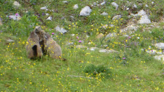 014 Murmerltiere  (3)