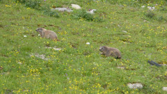 015 Murmerltiere  (4)