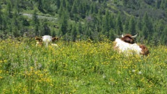 021 Z von Bergstation Watschiger Alm (23)
