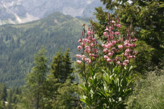 024 Z von Bergstation Watschiger Alm (15)