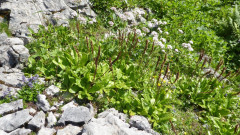 Weg zu Watschigeralm (3)
