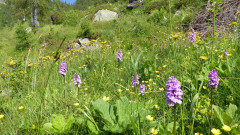 Weg zu Watschigeralm (5)