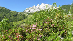 Z Weg zu Watschigeralm ( (8)