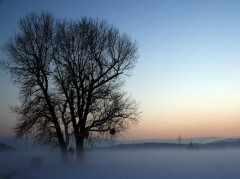 Nebel