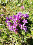 Tauplitzalm 6-Seen Wanderung