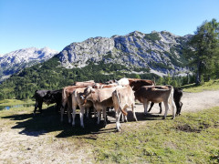 Tauplitzalm 6-Seen Wanderung
