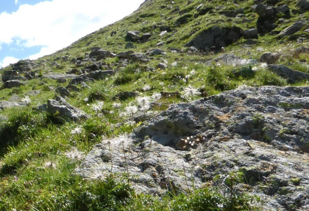 Sölkpass (3)