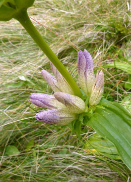 Enzian-Ostalpen, Gentiana pannonica x G. punktata - Hybride 2.9.13 Roseggerhaus (1)