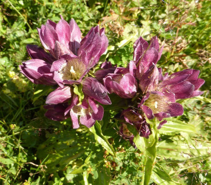 Enzian-Ostalpen, Gentiana pannonica 14.8.17 Rax (1)
