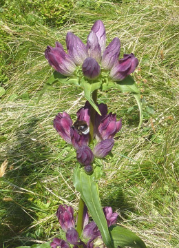 Enzian-Ostalpen, Gentiana pannonica 21.8.13 Roseggerhaus (1)