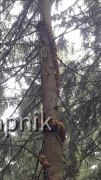 Waldschlange