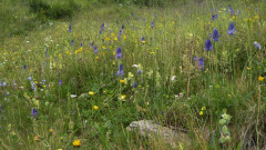 blaue TeufelskralleJPG (1)