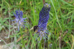 blaue TeufelskralleJPG (2)