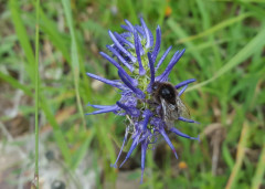 blaue TeufelskralleJPG (3)