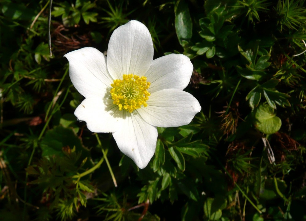 Pulsatilla alpina subsp. alba, Österr-Alpen-Küchenschelle, Berganemone 26.8.09 Sölkpaß