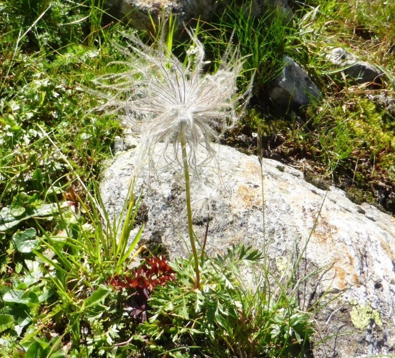 Pulsatilla alpina subsp. alba, Österr-Alpen-Küchenschelle, Berganemone 20.8.20 Sölkp