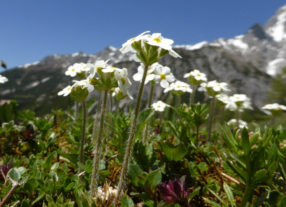 Erichhütte Dientner Sattel (3)