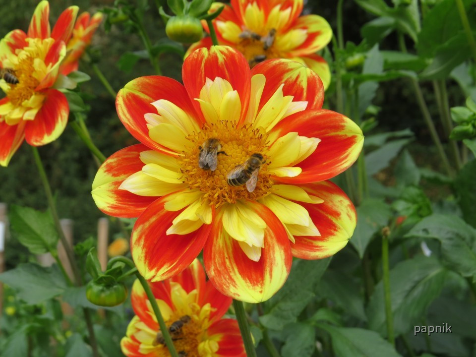 Dahliengarten Fulda