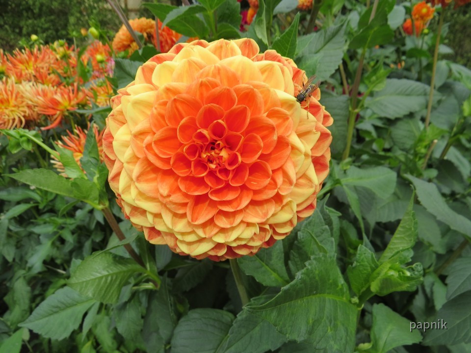 Dahliengarten Fulda