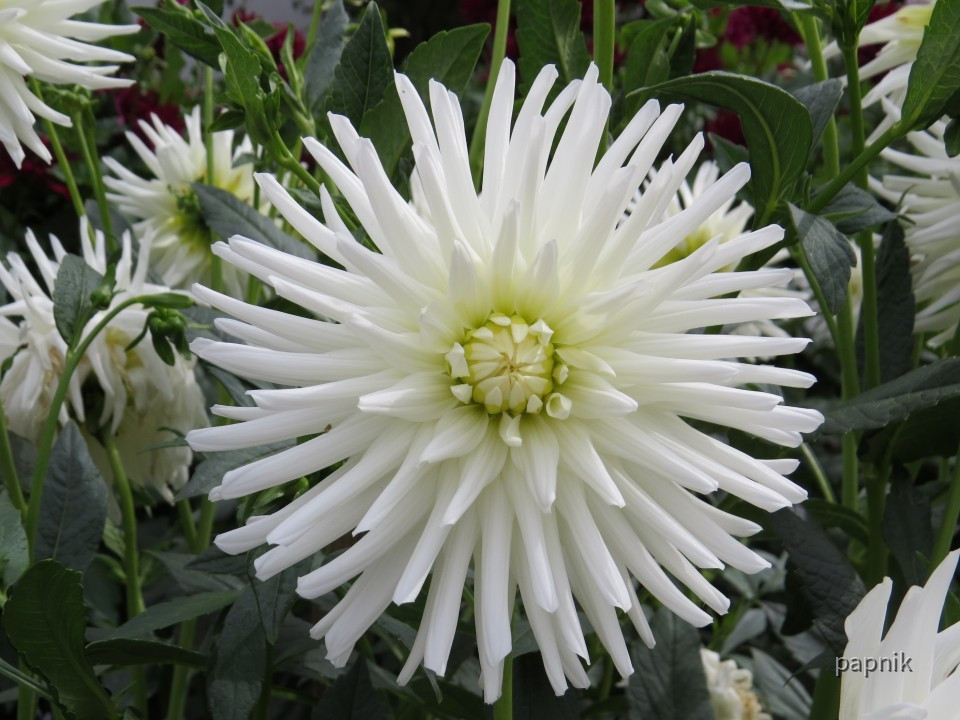 Dahliegarten Fulda