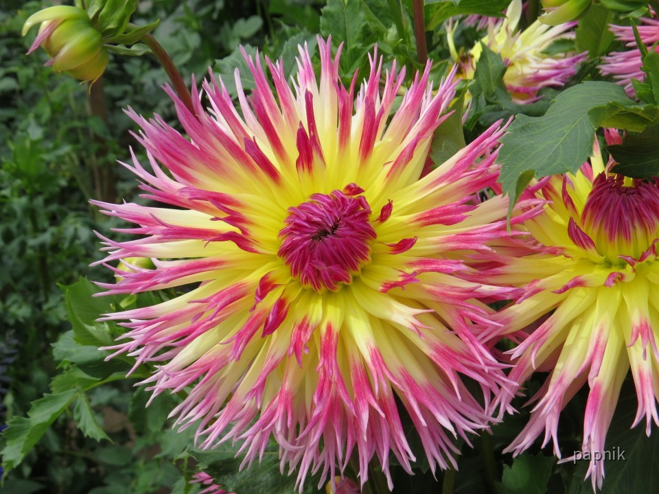 Dahliengarten Fulda