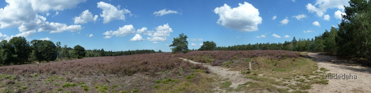 Blühende Heide in Het Leesten