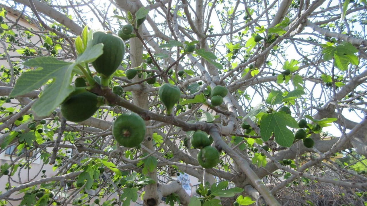 Feigenbaum2