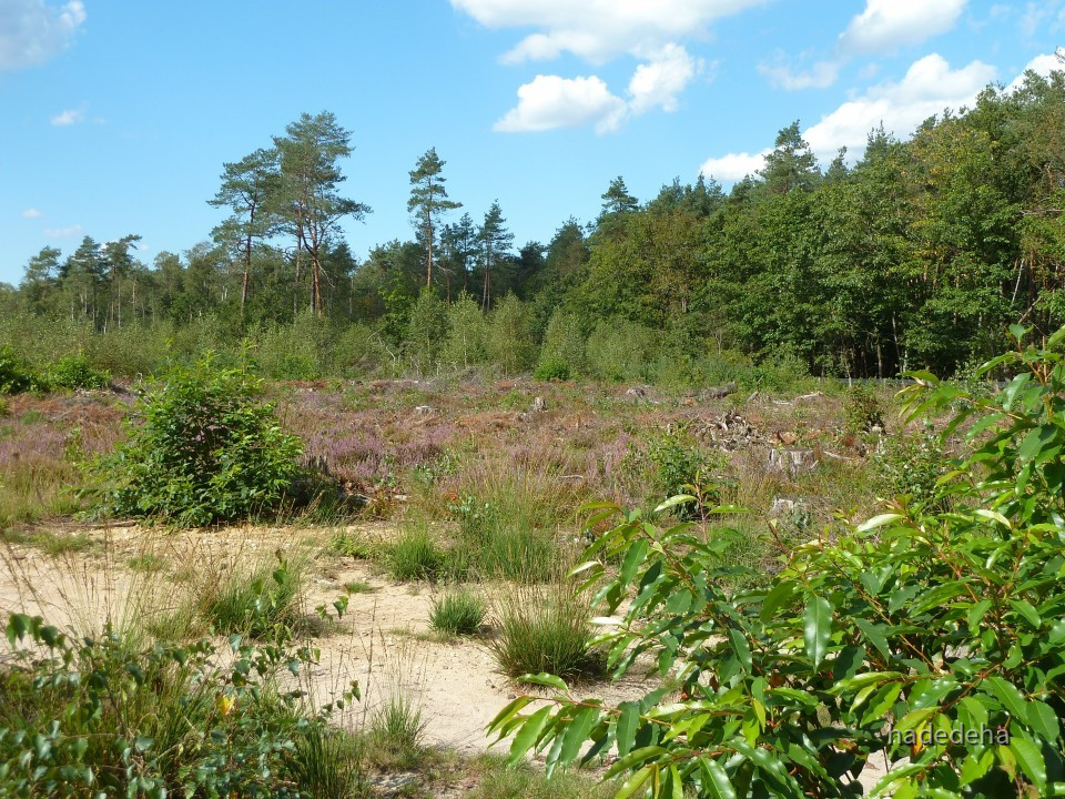023 Het Leesten