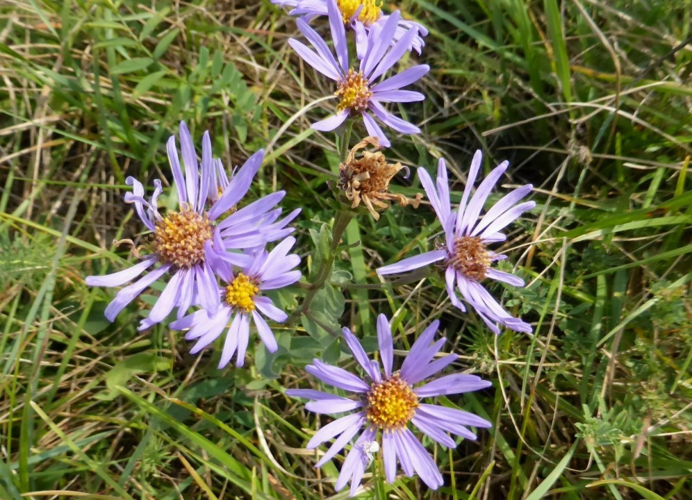 Berg-Aster (2)