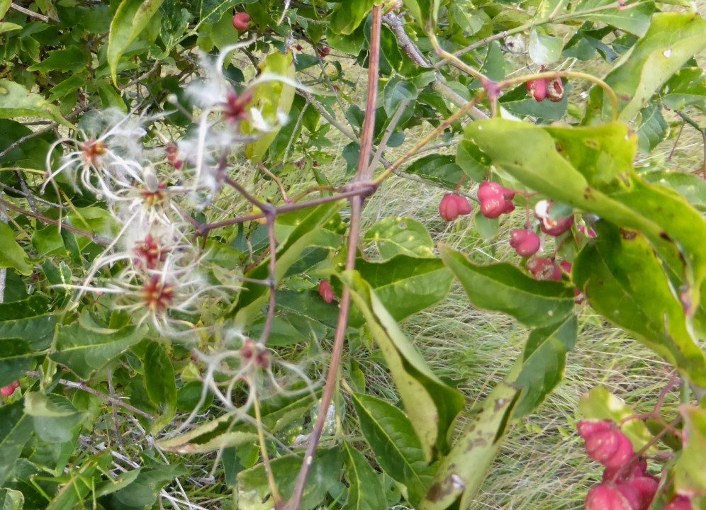 Clematis