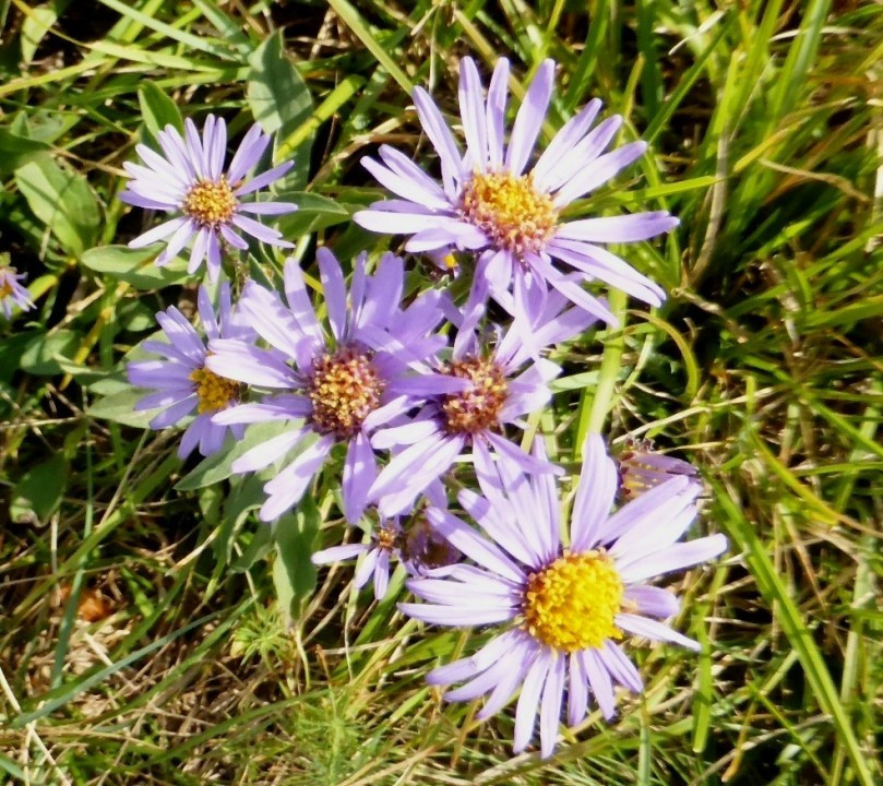 Berg-Aster (3)