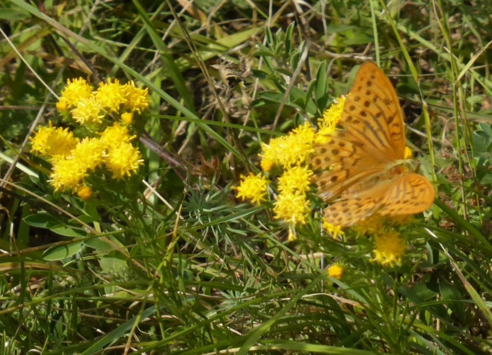 Goldschopf-Aster mit Kaisermantel!!!