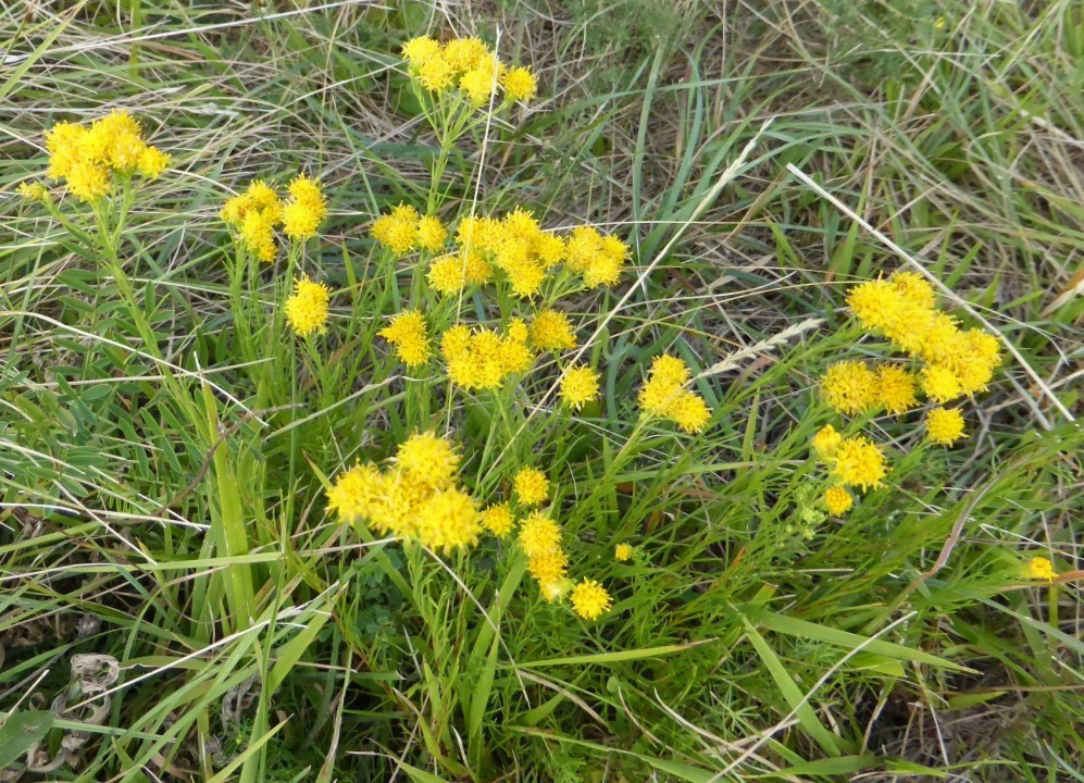 Goldschopf-Aster