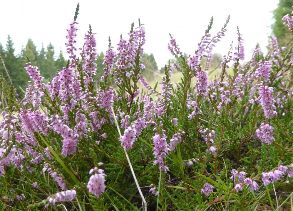 Besenheide, Heidekraut, Calluna vulgaris 25.8.14 Mönichk.Schwaig