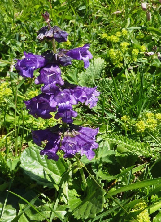 Drachenmaul, Horminium pyrenaicum 30.5.11 Dienten (5)