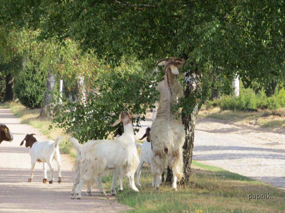 Akrobatik