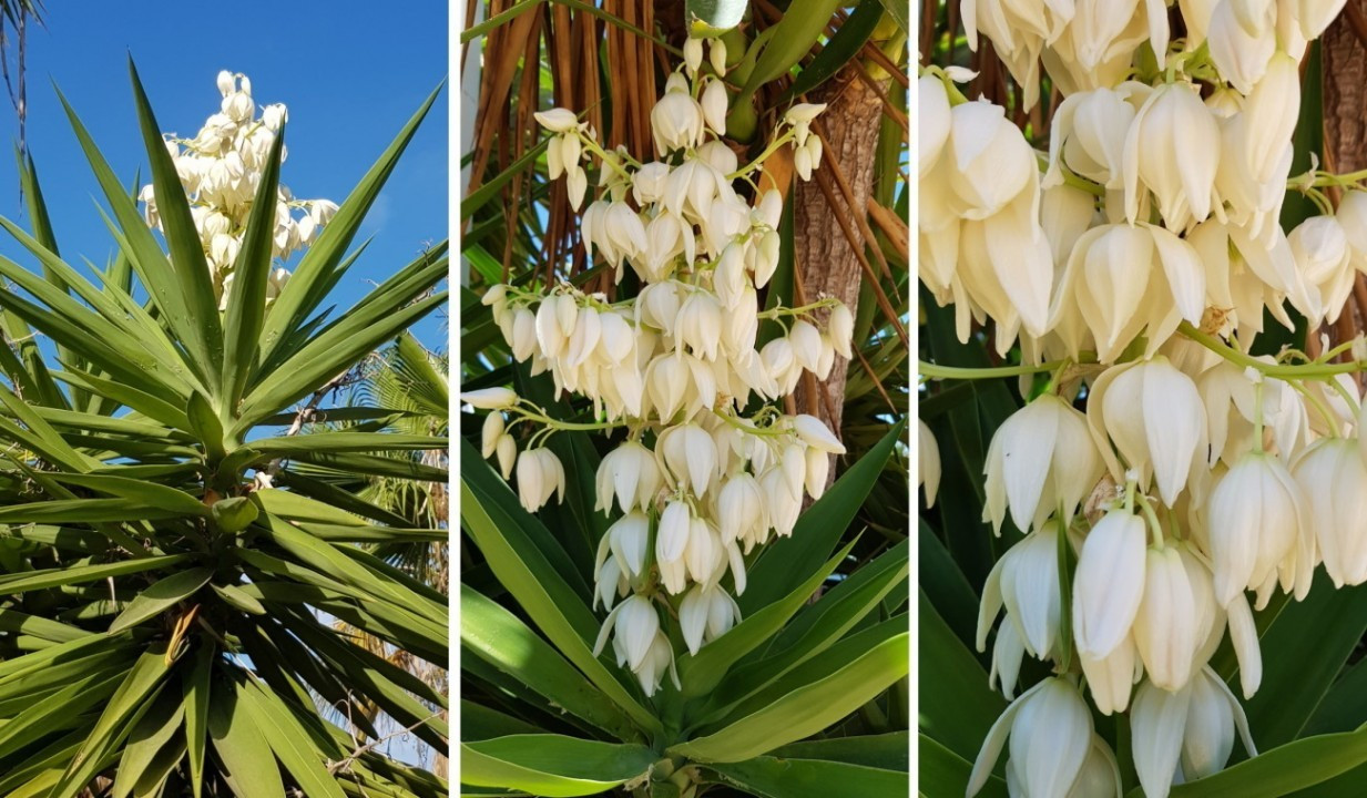 Yucca