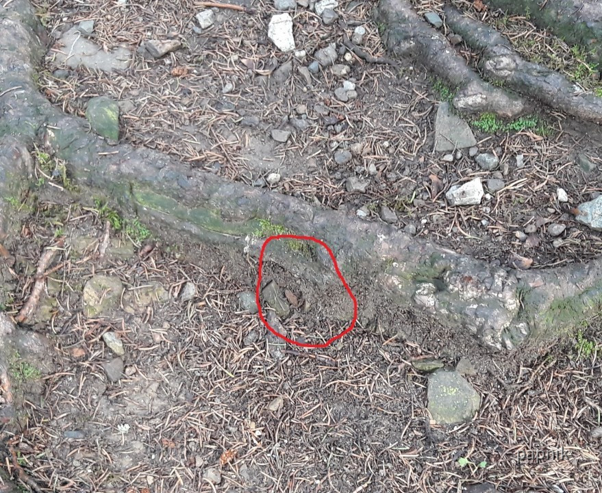 Kröte gefunden