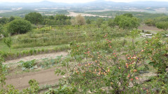 Gemüsegarten