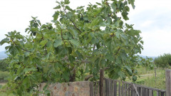 Gemüsegarten