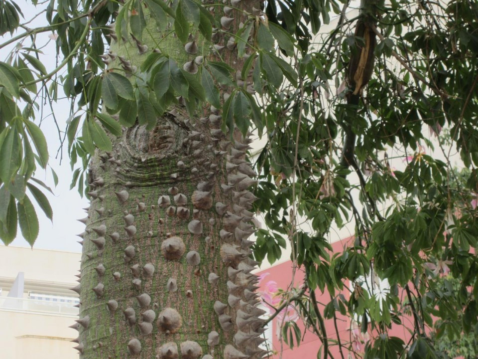 Florettseidenbaum_02