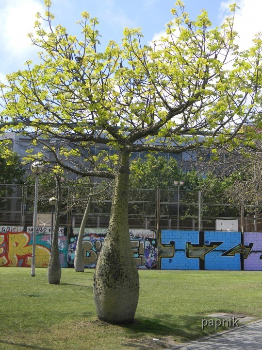 Florettseidenbaum