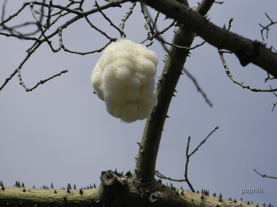 Florettseidenbaum Frucht