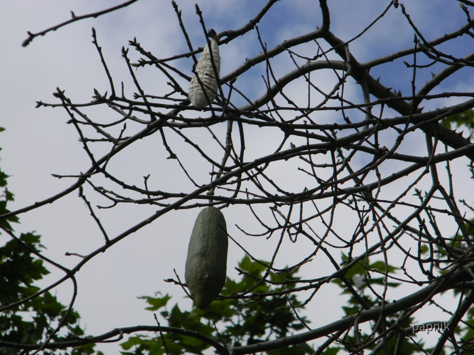 Florettseidenbaum Frucht