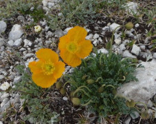 4 Alpenmohn